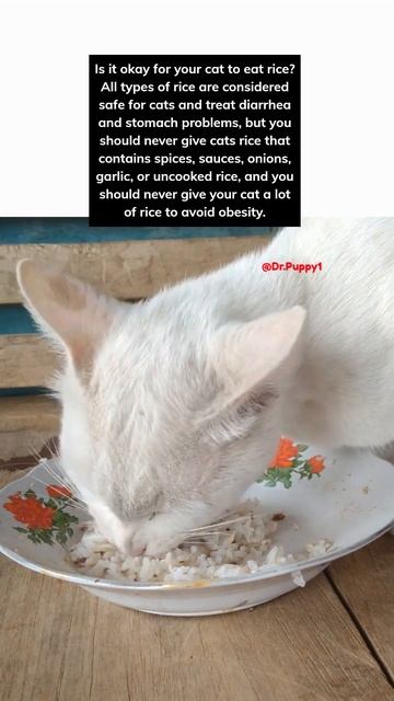 Is it okay for your cat eat rice ??