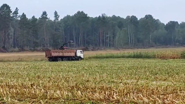 Ельский район Уборка кукурузы