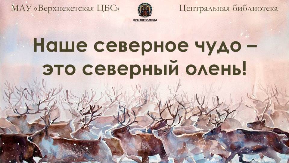 НАШЕ СЕВЕРНОЕ ЧУДО - ЭТО СЕВЕРНЫЙ ОЛЕНЬ!