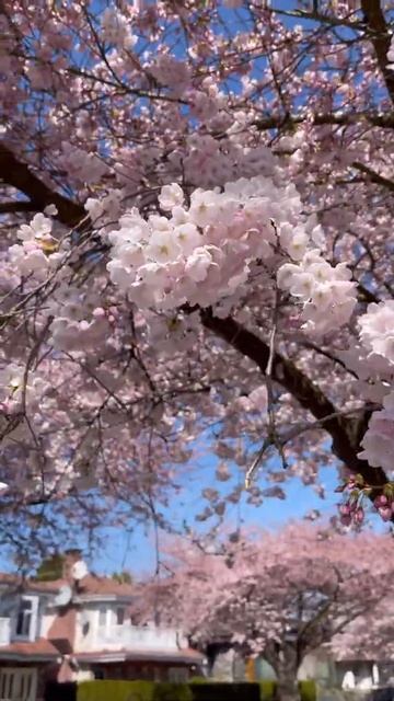 Spring beauty #shorts