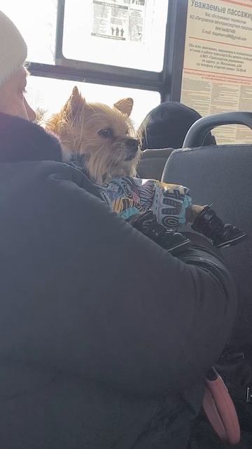 сидит красавчик