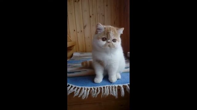 Nasturciya Just Song