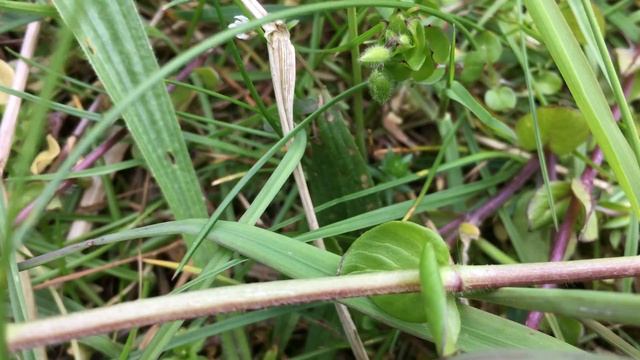 Vogelmuur (Stellaria media) - 2017-04-29