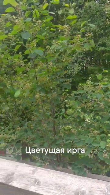 Цветущая ирга