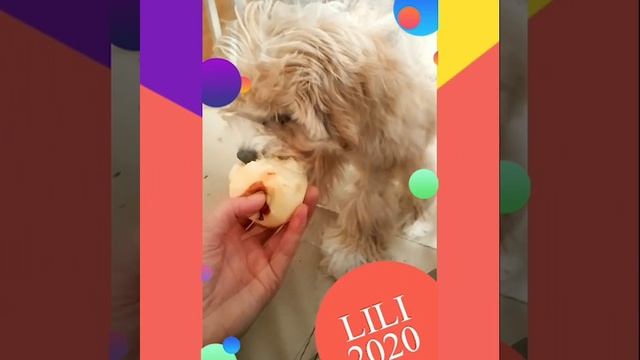 Мальтипу Лиля ❤️❤️❤️ 18-02-2025