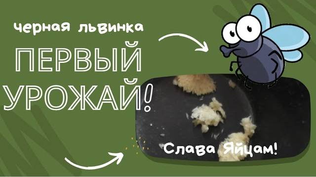Первый сбор яиц. Урожай!