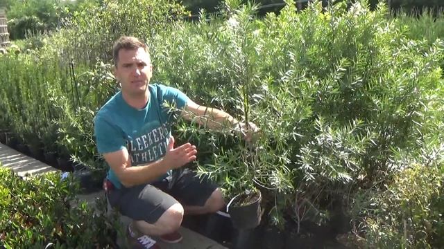 Hippophae rhamnoides 'Hergo' - Termő Homoktövis fajta