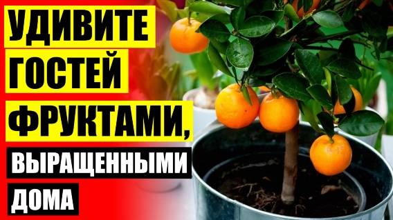 ⛔ Как пересадить лимон в домашних условиях 🚫 Деревья для квартиры купить