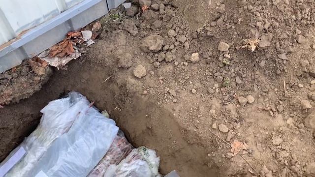 Гилас калемчесини жазге сакташ