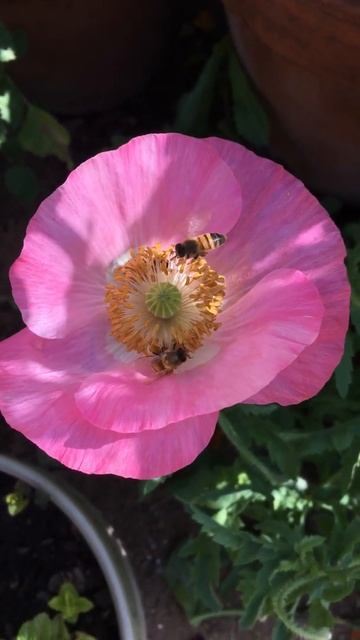 Three Honeybees on a Poppy