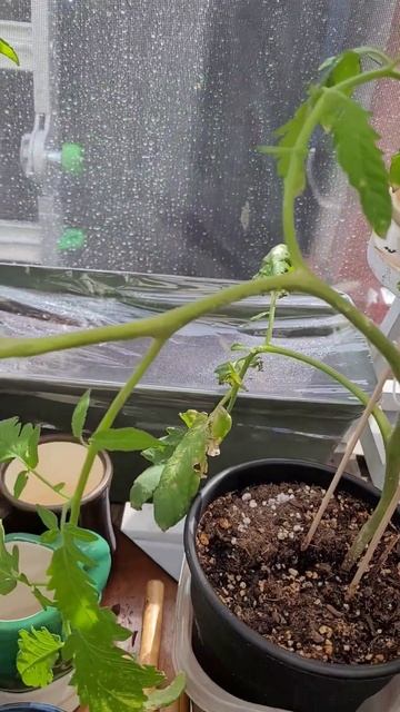 April 22nd 2024 Hydroponic tomato start move to soil update