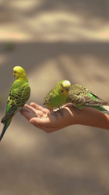 cutest green parrot