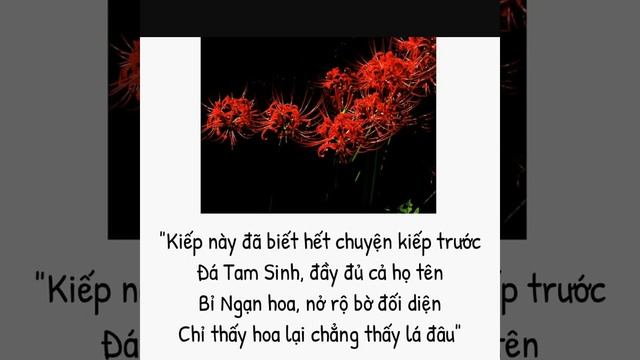 Hoa Bỉ ngạn