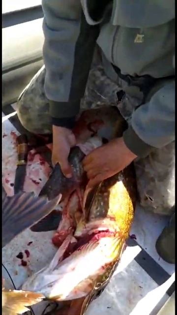 Рыбалка в Карелии. Щука с СЮРПРИЗОМ.