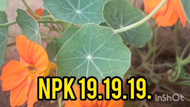 maidake nasturtium pulko simsakani?/how to care nasturtium. by.N.K.Marak.