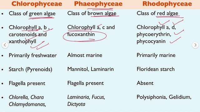 Difference between green algae, brown algae and red algae? NEET | Biology #neet2024 #neet