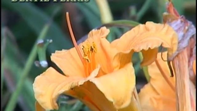 Bertie Ferris Daylily