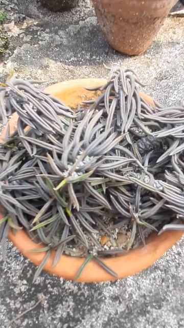 #short #desert #plant #Euphorbia cylindrifolia #succulent #short