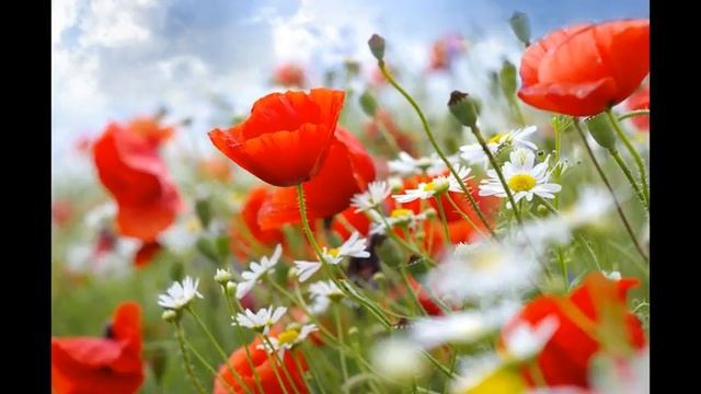 я верю в любовь