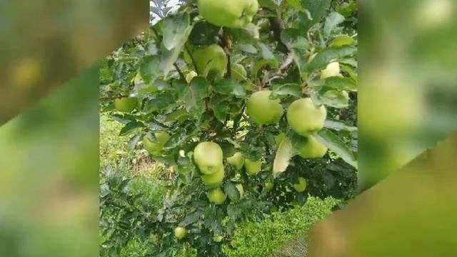 Star crimson apple variety