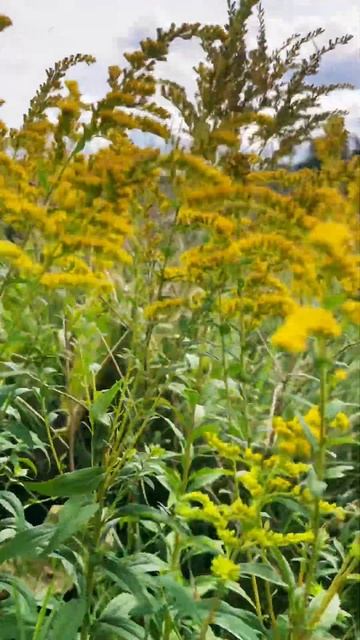 ดอกสร้อยทอง 🌼🌿 ดอกไม้สวีเดน ดอกไม้เมืองหนาว | Gullris | Canada goldenrod | Varberg, Sweden
