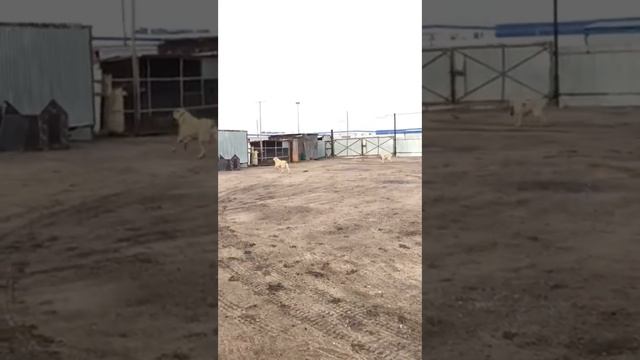 выпускница питомника Тимерташ Ютильда Подарок Звезд (Москва) Сайт www.timertash.ru  +79048881825 vi