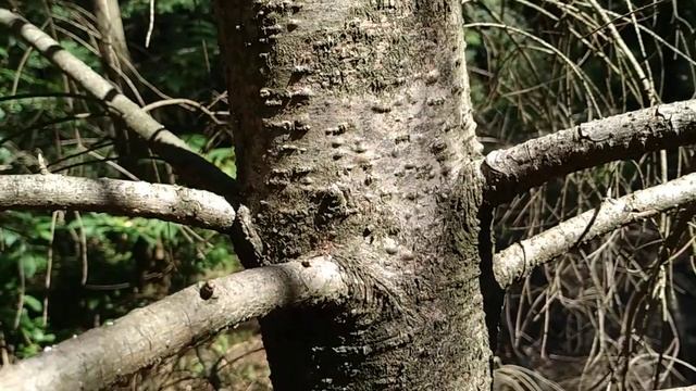 Douglas Fir - where "natural citrus flavour" really comes from (Pseudotsuga menziesii)