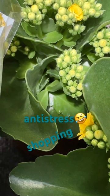 #antistress #shopping  #summervibes #flowers #luxembourg  #shorts
