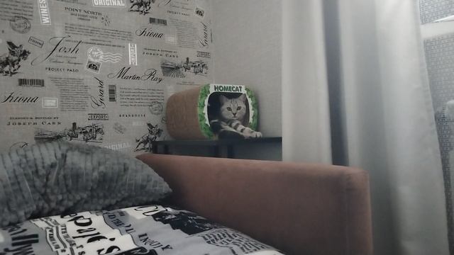 Бантик засыпает в кошачьем домике