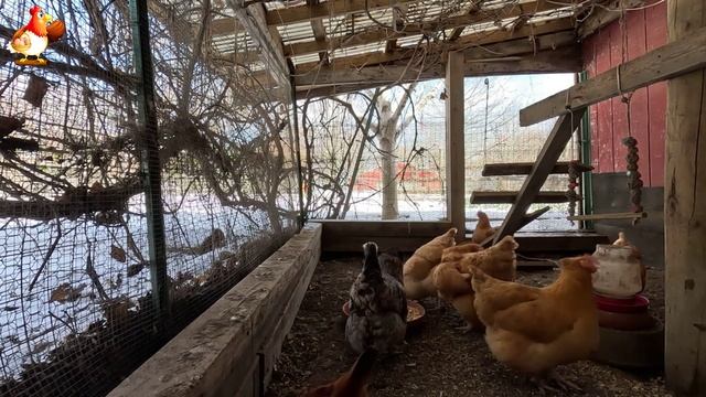 Куры несушки свободного выгула и их обычная куриная рутина – эпизод (48)