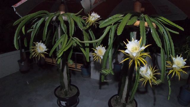 6 Dragon blooms same time time lapse