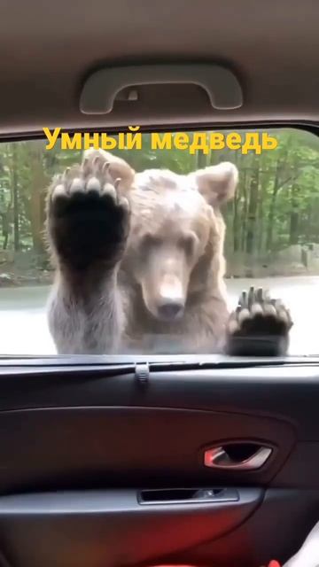 Умный медведь#shorts #пжврекомендации