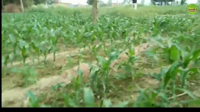 बरसात मक्का की खेती कब और कैसे करें | Makka ki kheti | Hybrid maize | Makka ki hybrid kisme