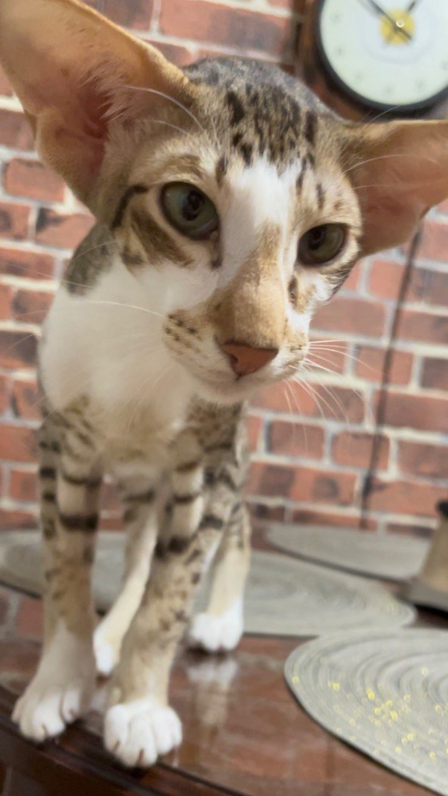 Ориентальный кот. Морфеус. Морфей. Морфуша.