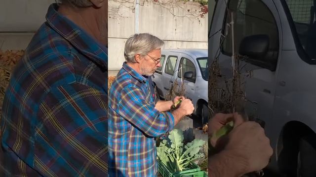 I broccoli: si mangiano anche le foglie e il gambo. Orto sperimentale