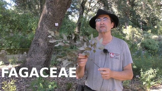 Conclusion – Récapitulatif des familles botaniques du MOOC