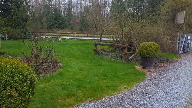 Supporting rose bushes