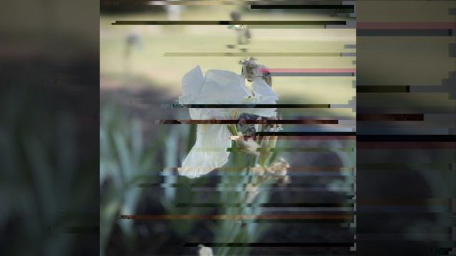iris