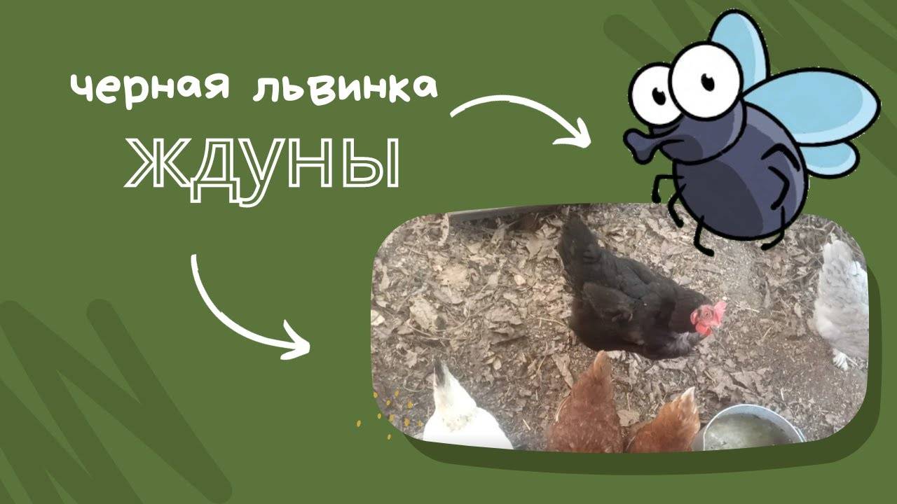 Ждуны
