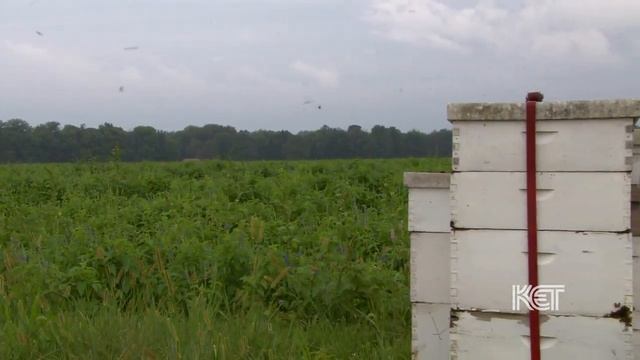 Kentucky Grown Chia Seeds | Kentucky Life | KET