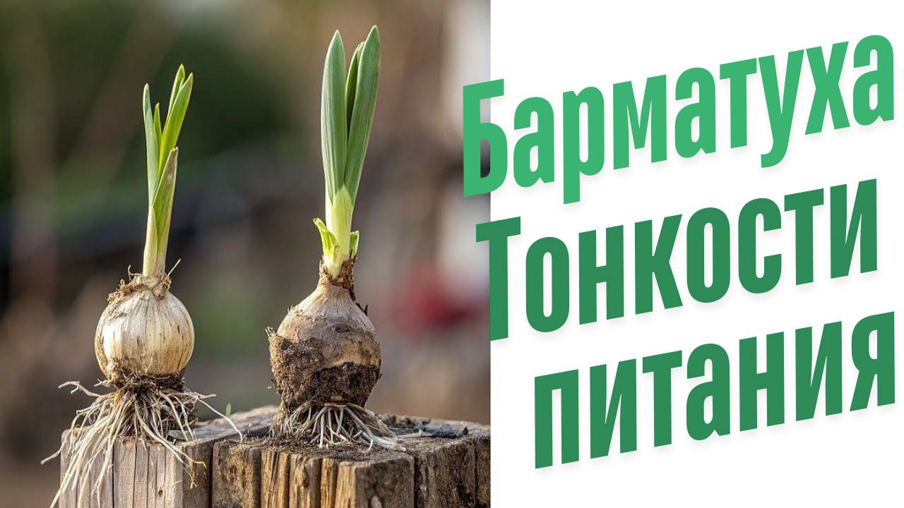 Что используют растения для питания?
