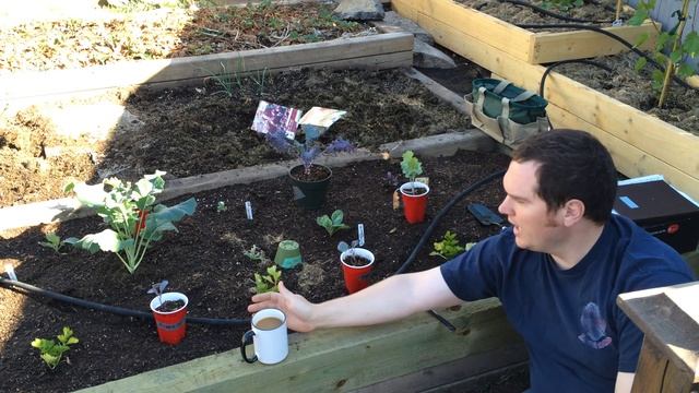 Easy Vegetable Planting Tradition 2014 Alberta Urban Garden Organic Gardening