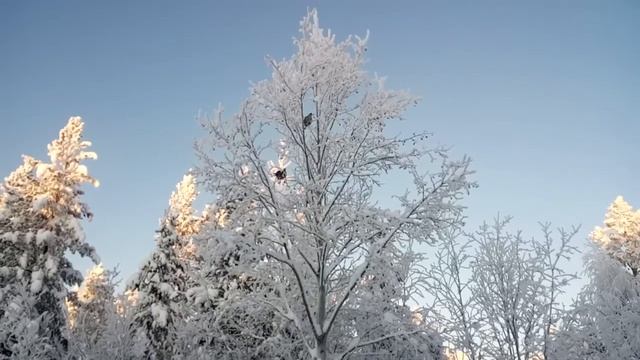 Я думаю что куропатки