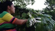 plantas de sombra 2, hostas.