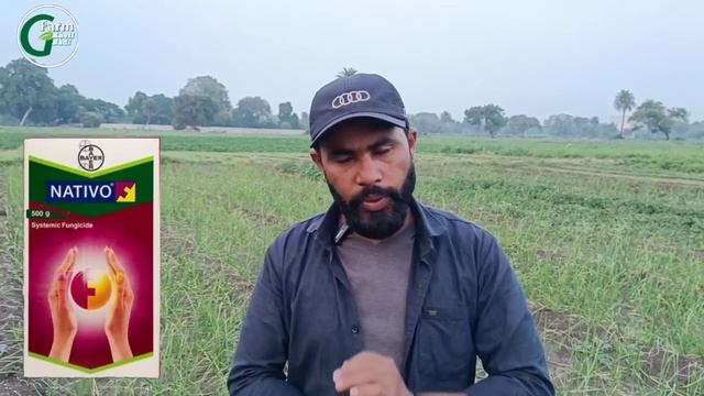 Lahsun me pilapan or jhulsa rog | Lahsun me growth bdhane ka tonik bhi | #lahsunkikheti