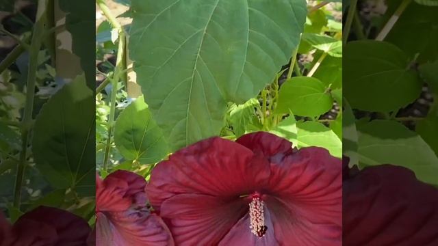 Hardy hibiscus / Dark Luna red large hibiscus flowers