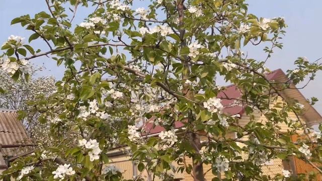 Груша цветет 10.05.2021