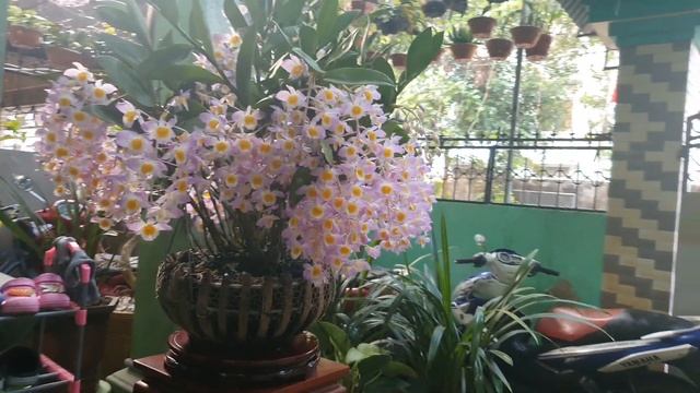 ❤️❤️❤️❤️ Kiều tím bắc Dendrobium amabile ❤️❤️❤️❤️❤️