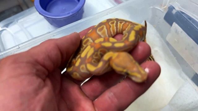 CRAZIEST RAINBOW BALL PYTHON?