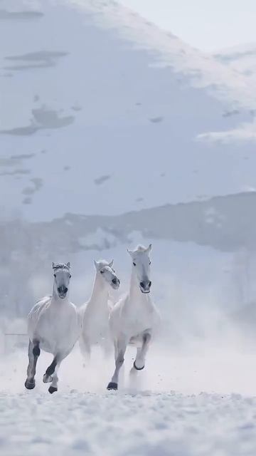 И уносят меня, и уносят меня...
 — Декабрь, и Январь, и Февраль!❄️